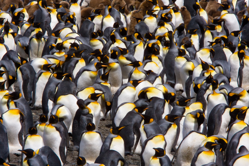 King Penguin Colony